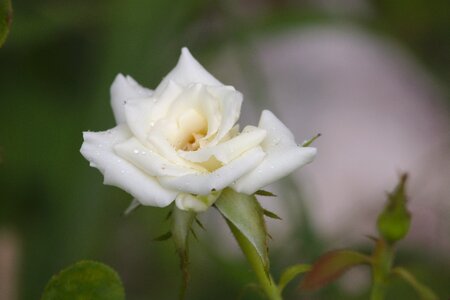 Droplet stem petal