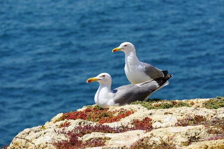 Birds sea coast
