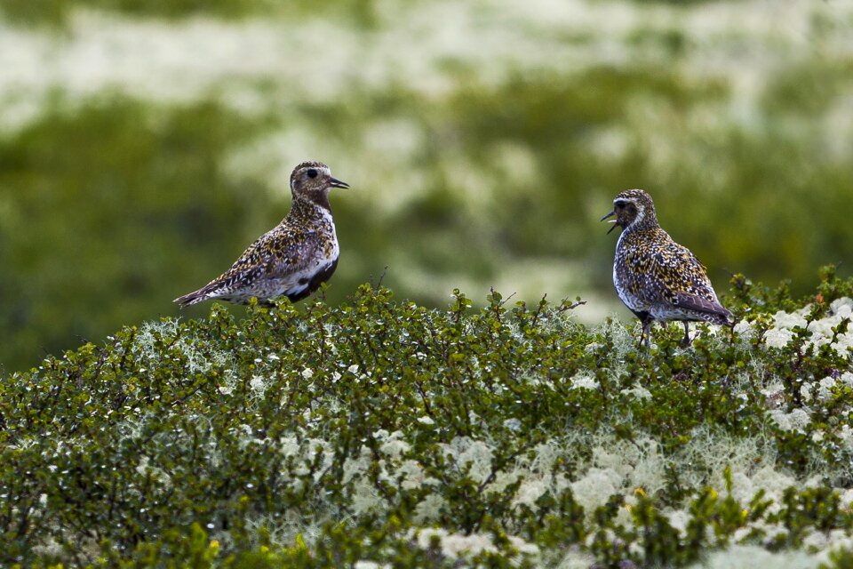 Birds peace the mountain