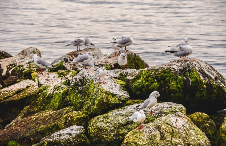 Birds side nature