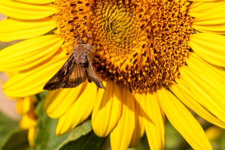 Garden insect nature