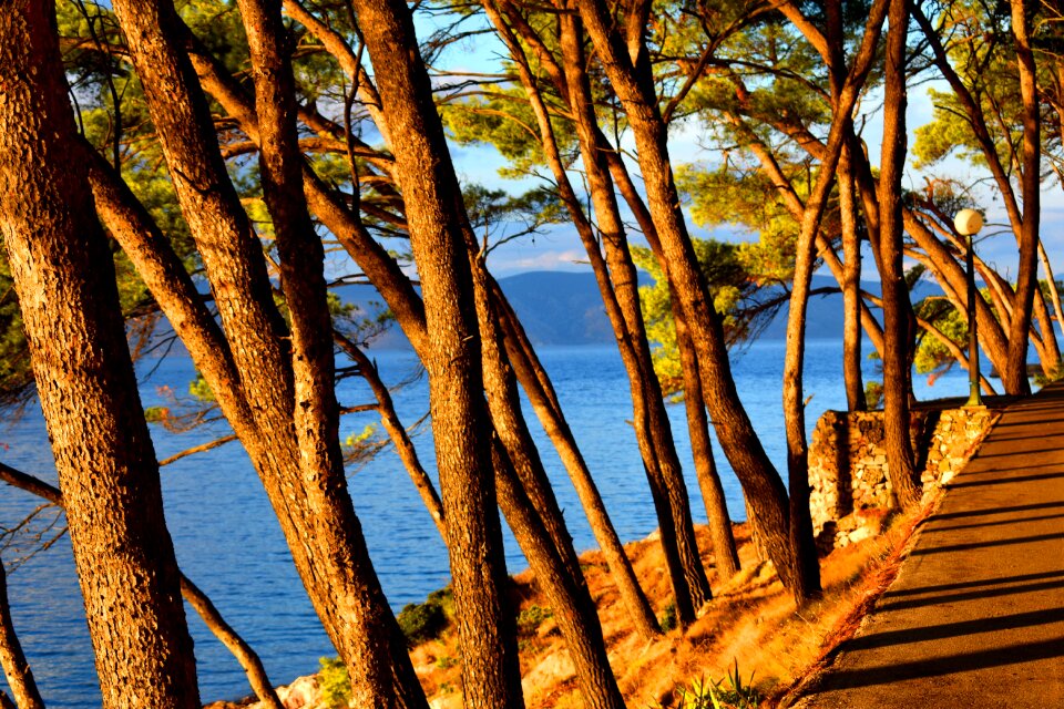 Conifers forest nature