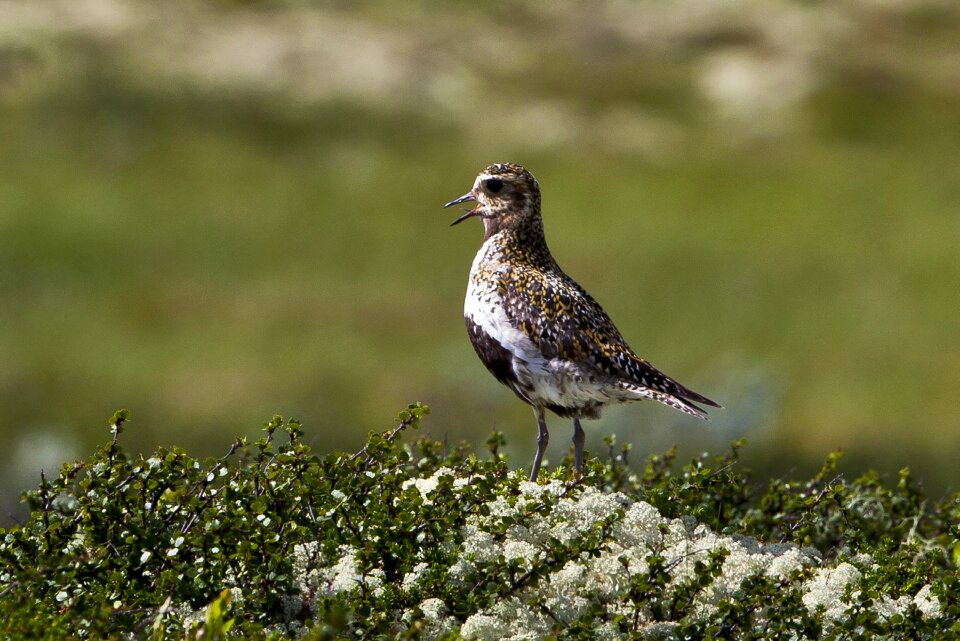 Birds peace the mountain