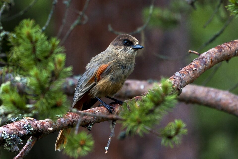Three lavskrike pine