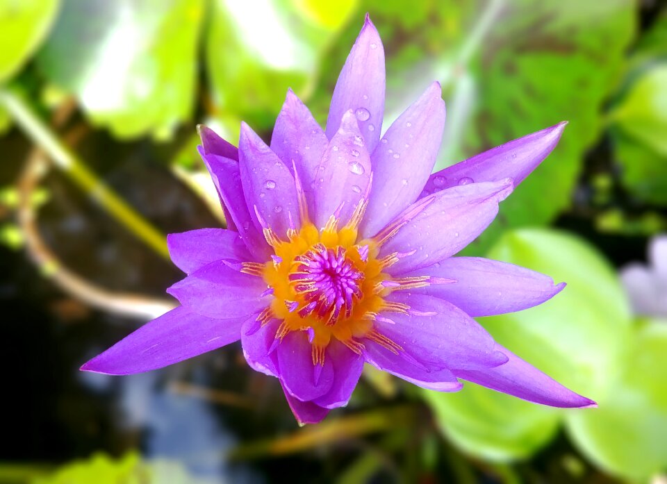 Flowers pond aquatic plants