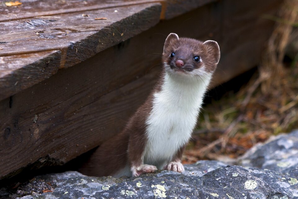 Animals weasel summer