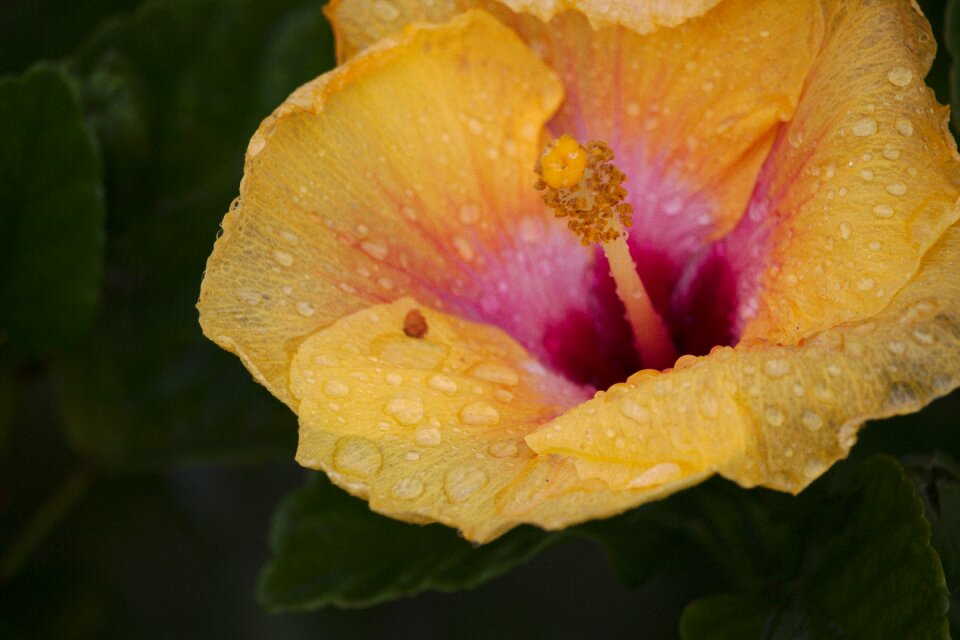 Wet spring bloom