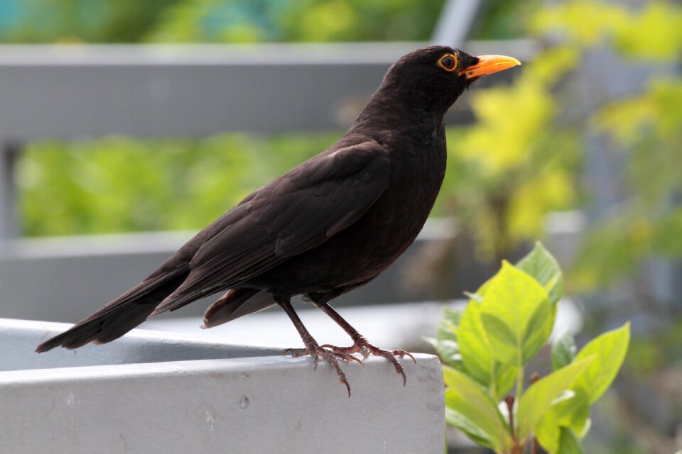 Birds songbird nature
