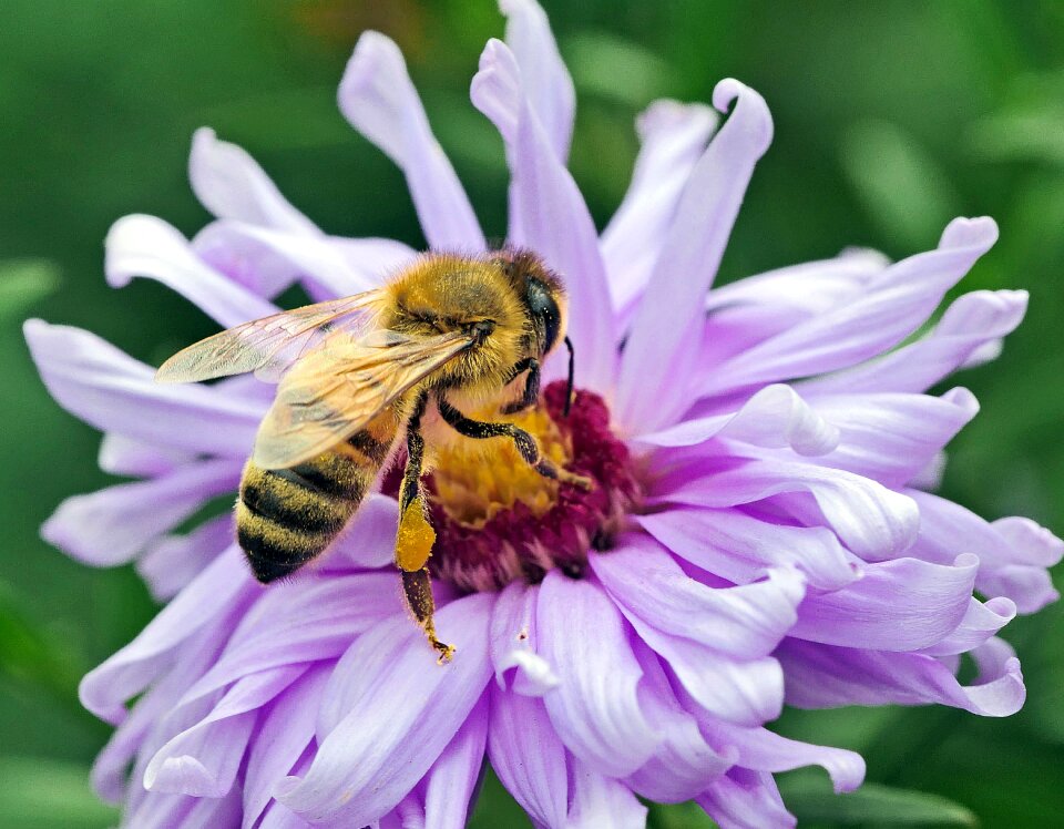 Pollen frühherbst aster