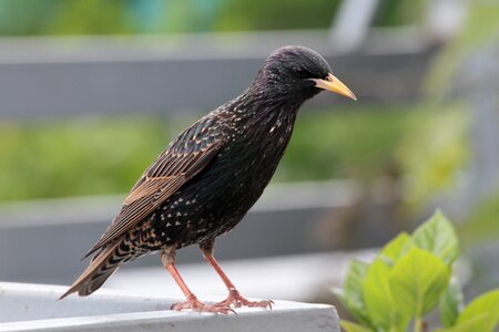 Plumage songbird nature
