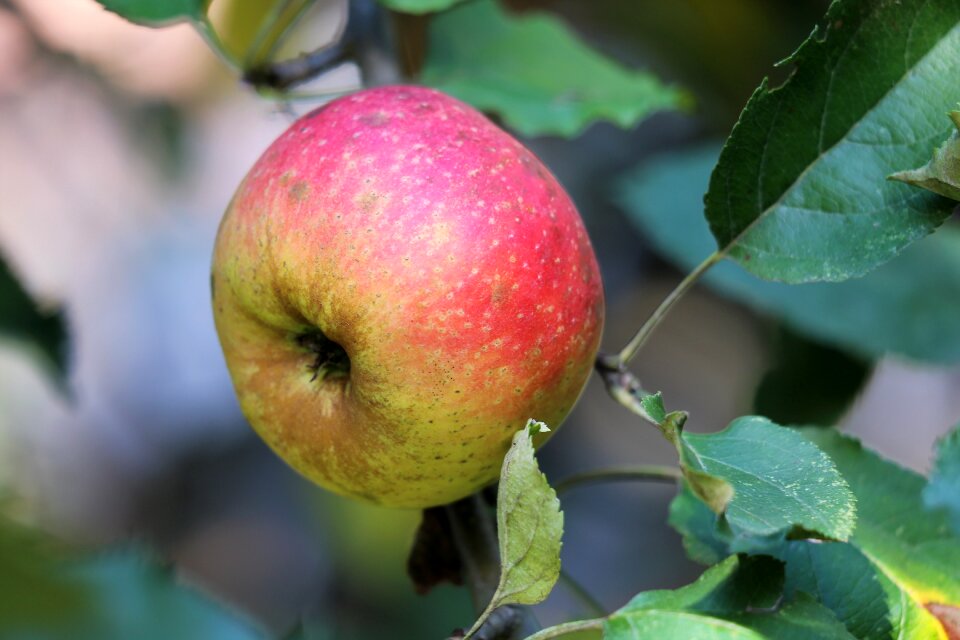 Fresh delicious tasty