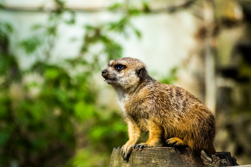 Zoo portrait animal