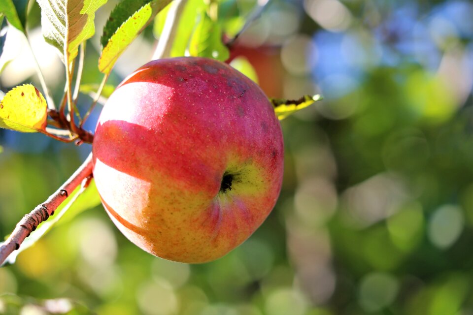 Fruit fresh delicious