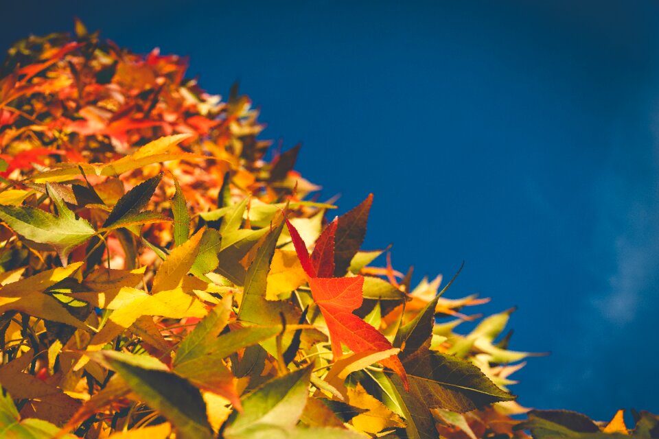 Fall color autumn colours fall leaves