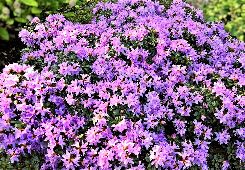 Garden many bright purple flowers spring
