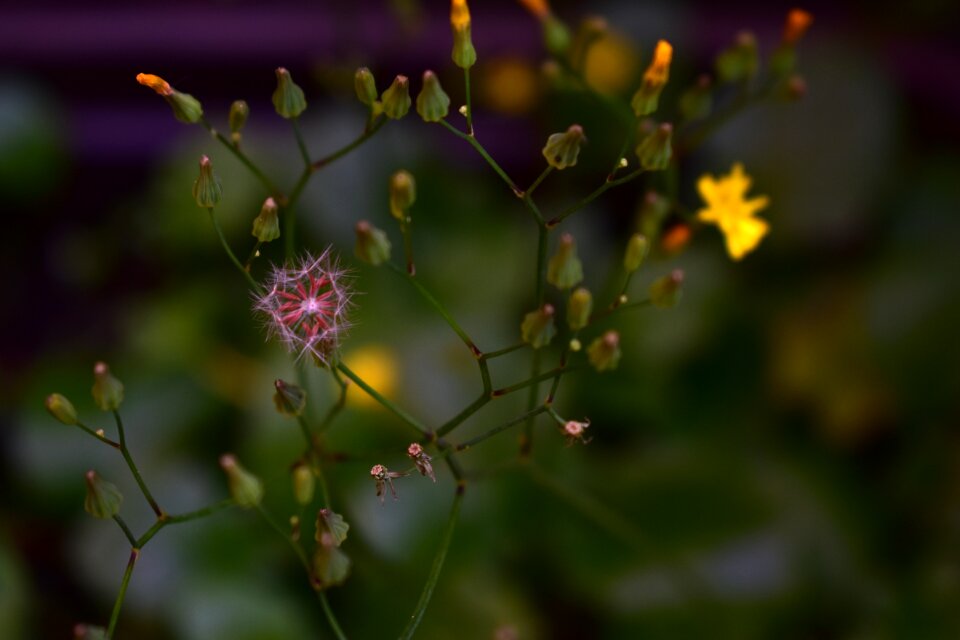 Plant summer flora