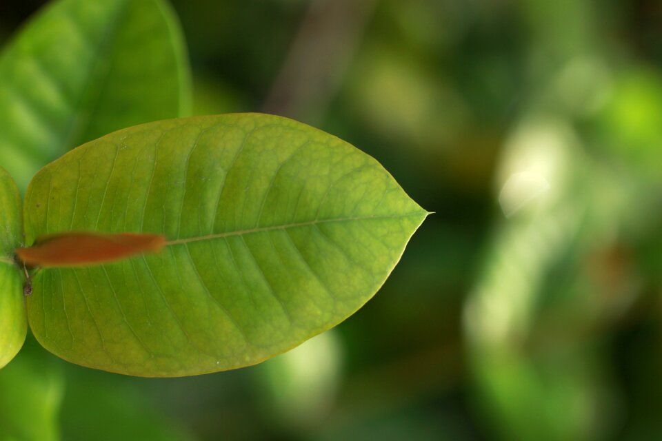 Palma garden plant green