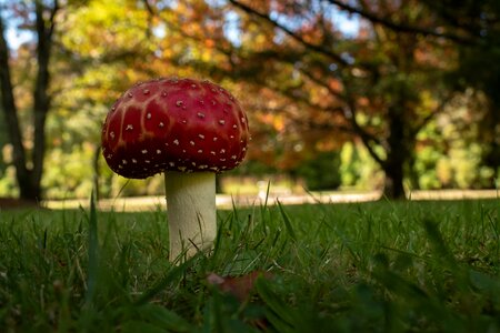 Plant mushroom fly agaric