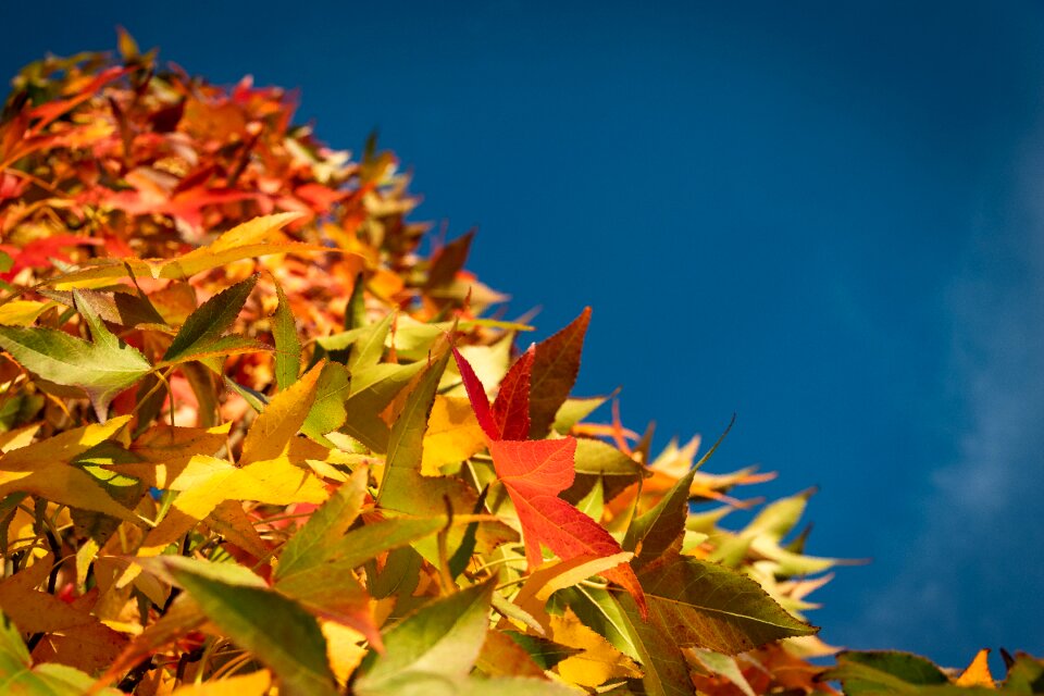 Fall color autumn colours fall leaves
