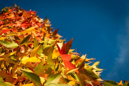 Fall color autumn colours fall leaves