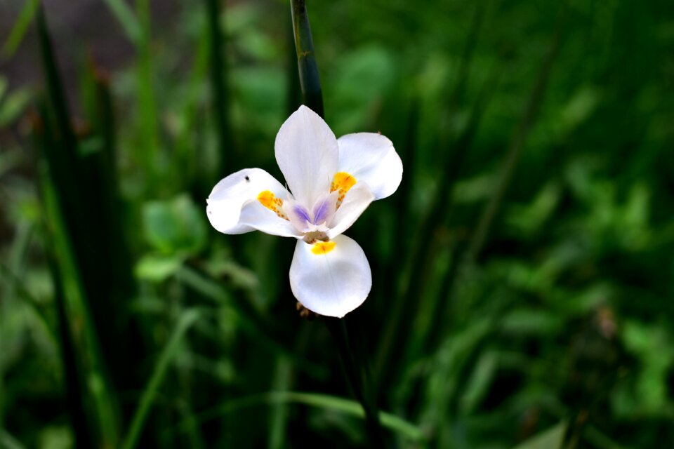 Flowers spring summer
