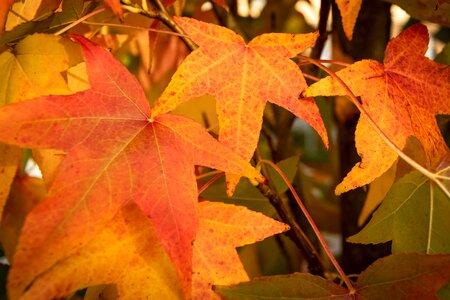 Fall color autumn colours fall leaves