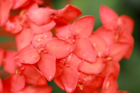Red flowers flowers petals