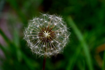 Flower spring seeds