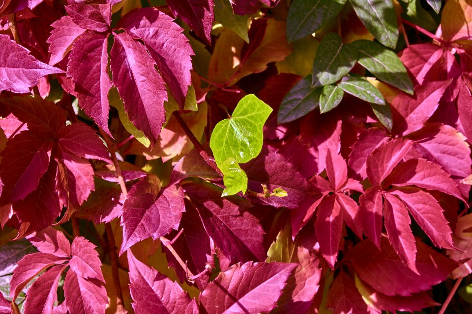 Red bright leaf