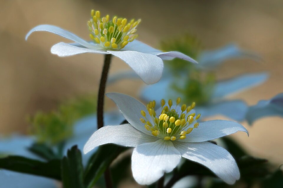 The nature of the anemones our