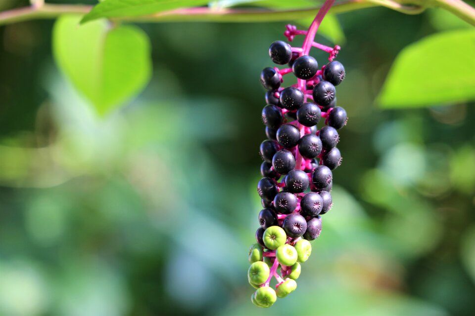 Toxic green and black berries summer