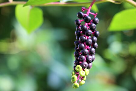 Toxic green and black berries summer