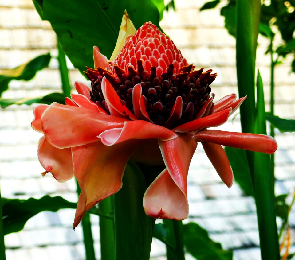 Blossom bloom tropics