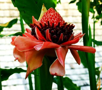Blossom bloom tropics
