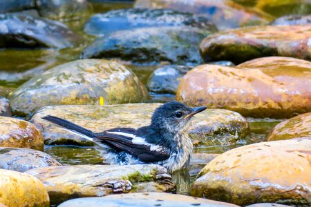 Birds ecology natural photo