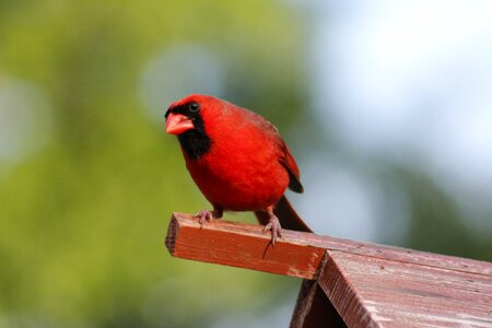 Nature outdoors male cardinal