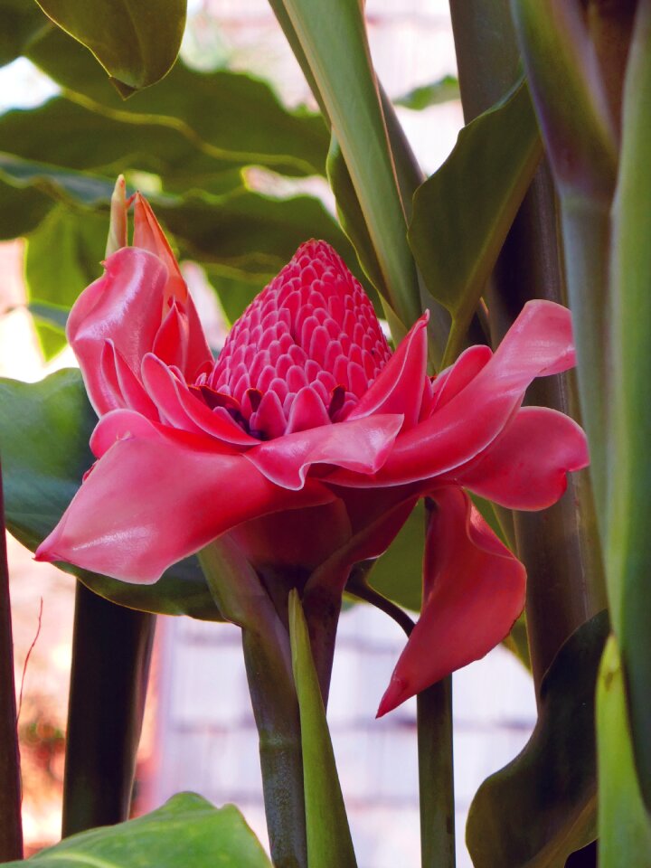 Blossom bloom tropics