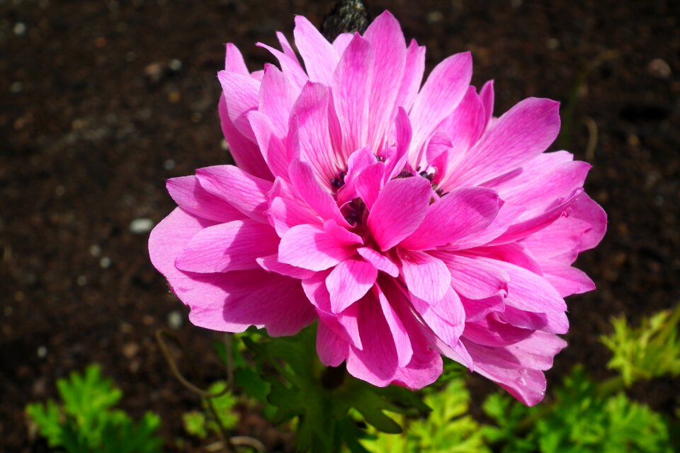 Closeup spring garden