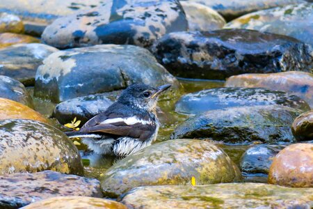 Birds ecology natural photo