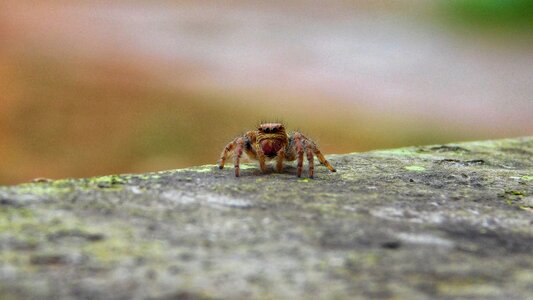 Micro macro portrait