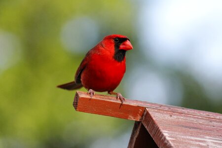Outdoors male cardinal natural photo