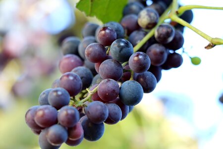 Sweet vineyard wine
