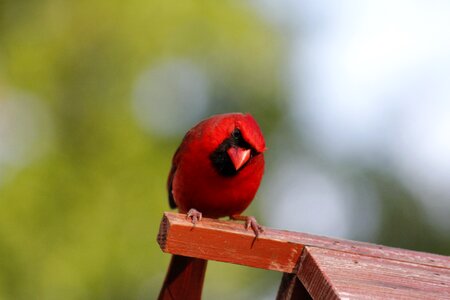 Outdoors male cardinal animal