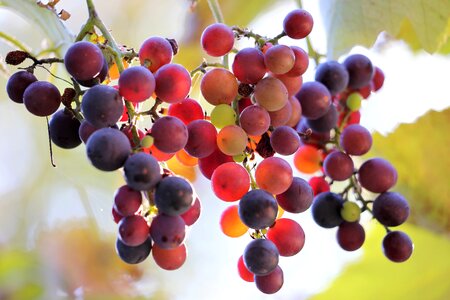 Healthy sweet vineyard