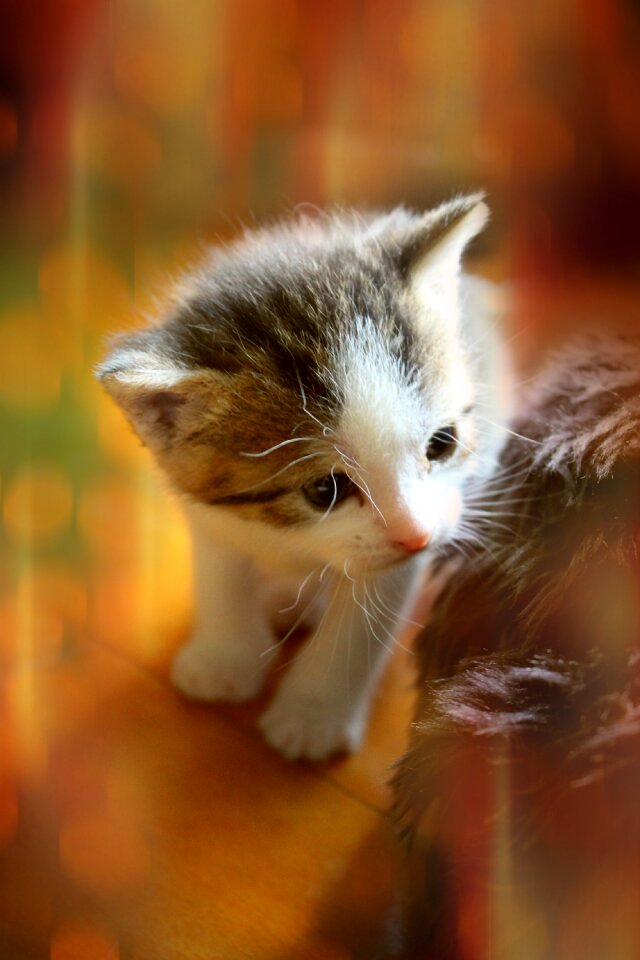 Cat baby baby cat small cats
