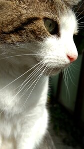 Cat cat portrait mieze photo