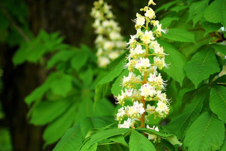 Flowers green foliage