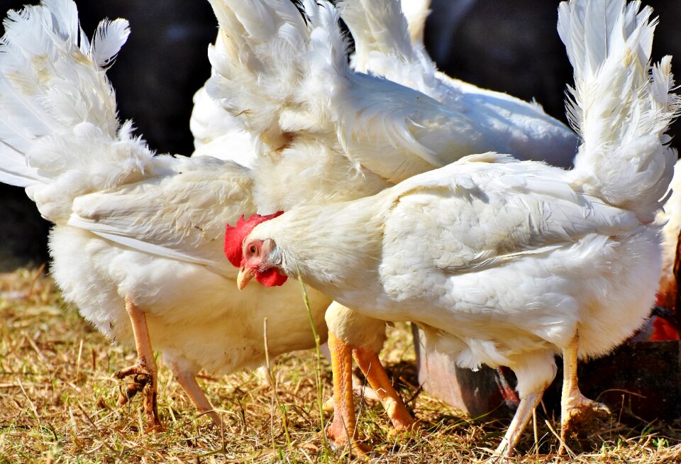 Rump free range livestock