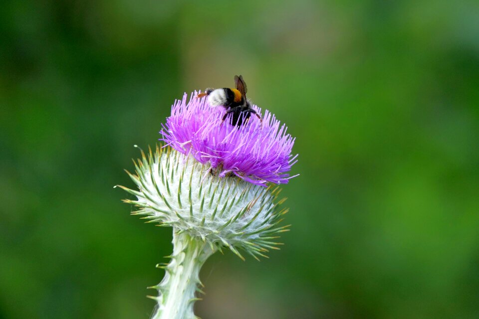 Close up plant cirsium vulgare