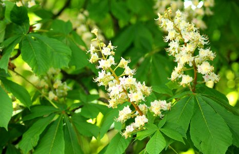 Spring nature blooming tree